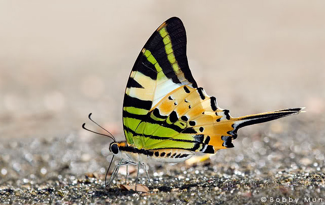 Graphium antiphates